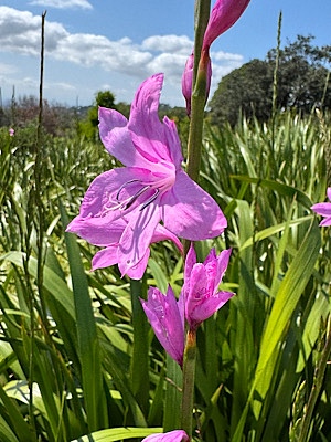 Kaphornlilie Kaphornlilie